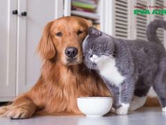 Kinh Nghiệm Thực Tế Cho Thú Nuôi Đi Máy Bay EVA Air An Toàn